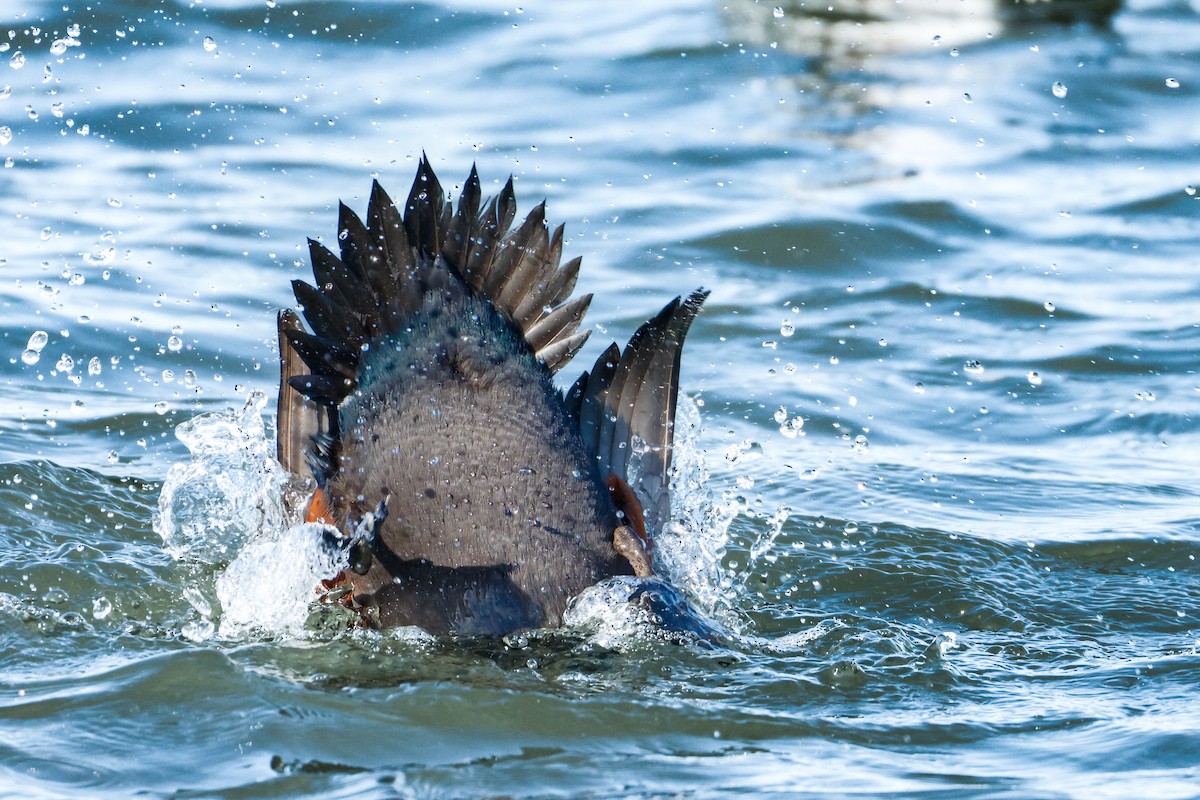 Ahate arlekina - ML646834530