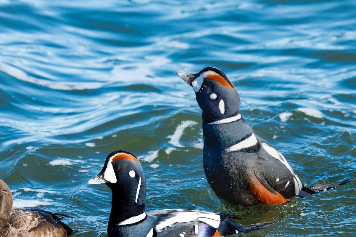 Ahate arlekina - ML646834531