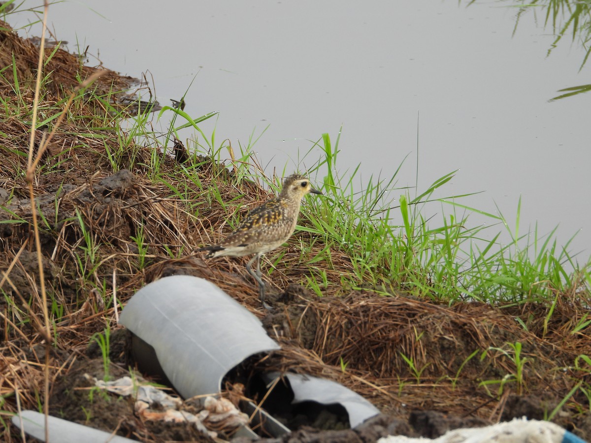 Piviere orientale - ML646834533