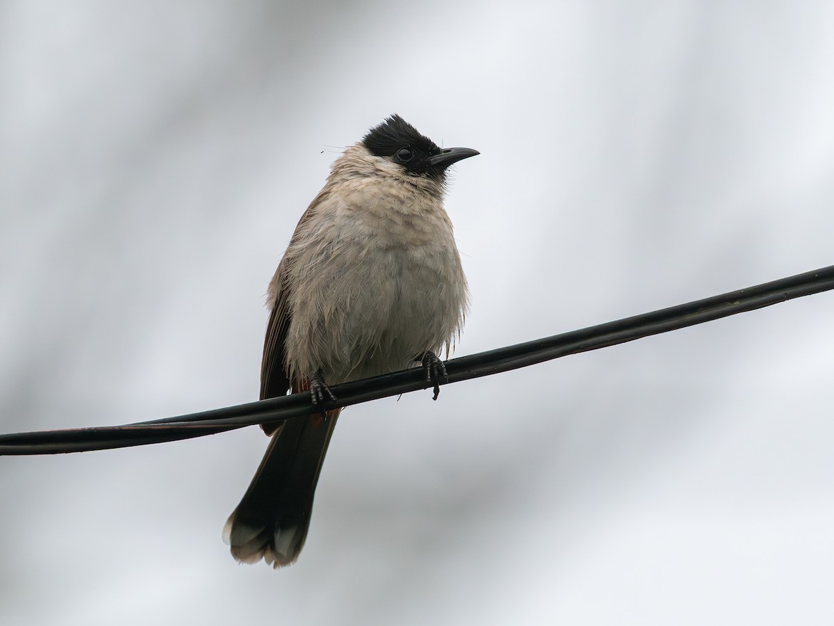 sothettebylbyl - ML646834535