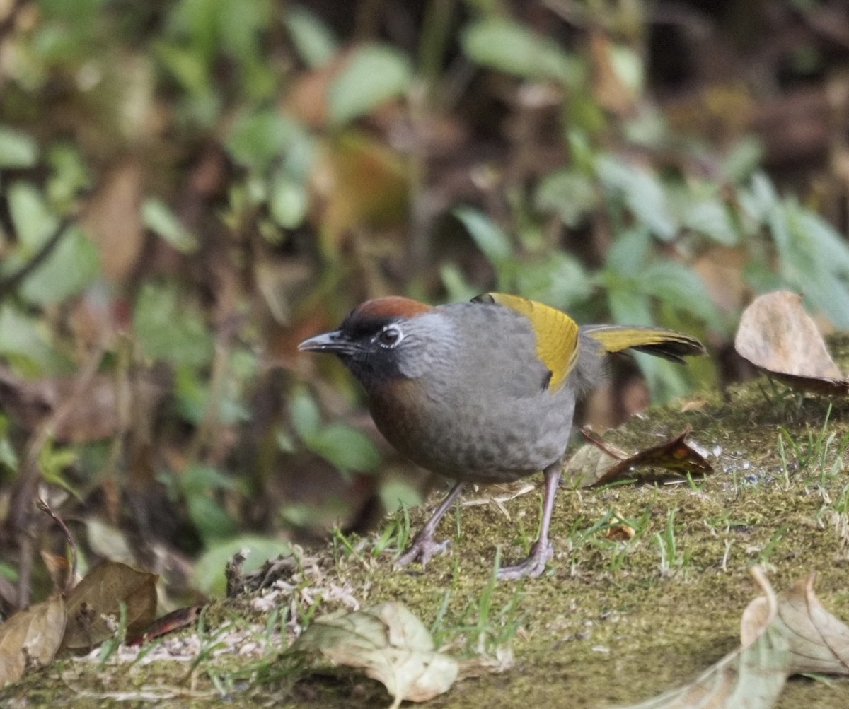 Silver-eared Laughingthrush - ML646834539