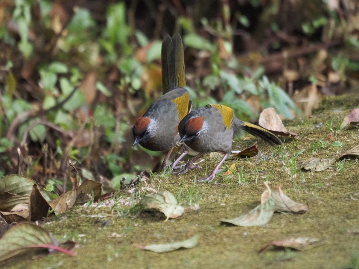 Silver-eared Laughingthrush - ML646834540