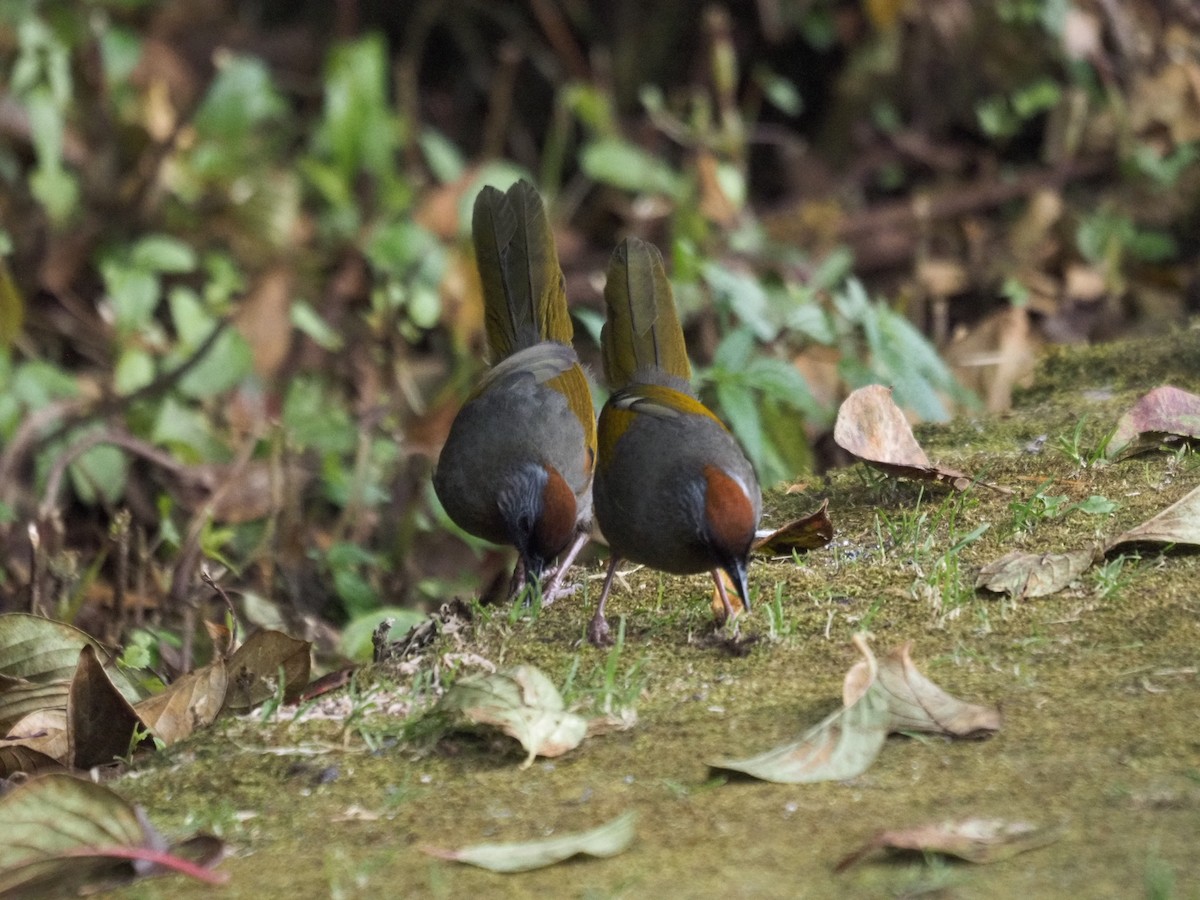 Silver-eared Laughingthrush - ML646834541