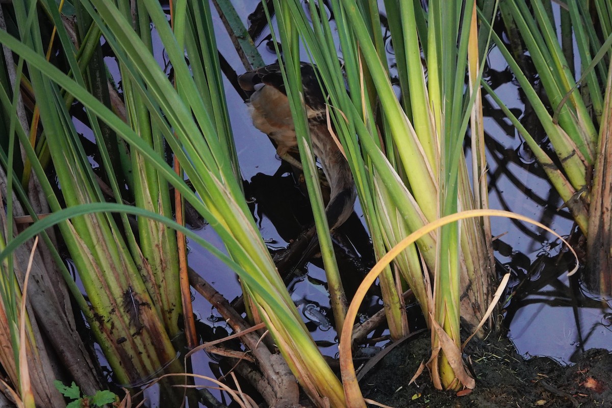 Little Bittern - ML646834542