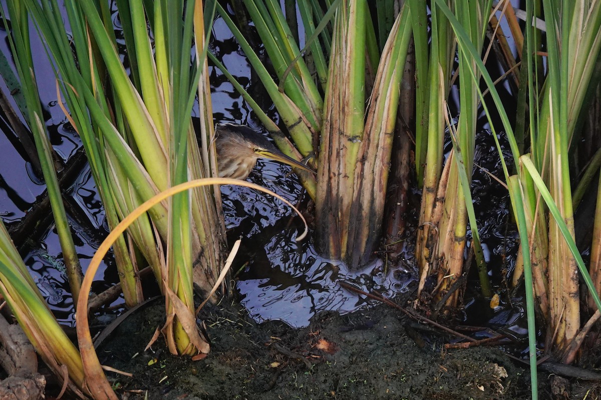 Little Bittern - ML646834543