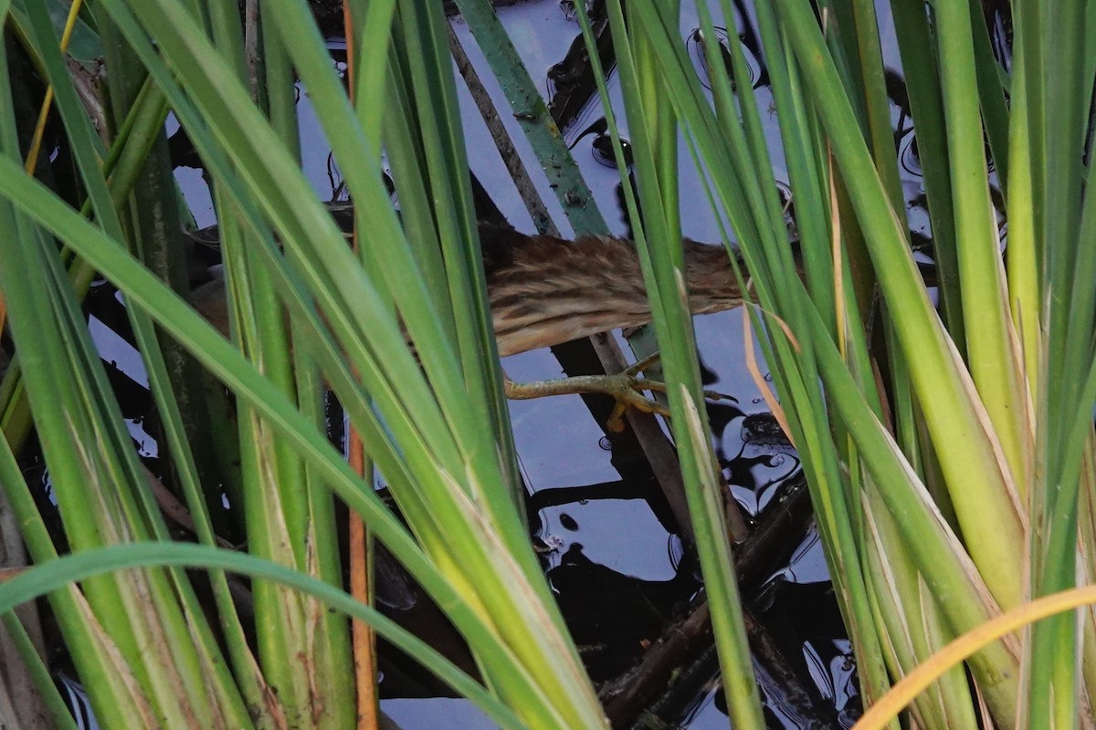 Little Bittern - ML646834544