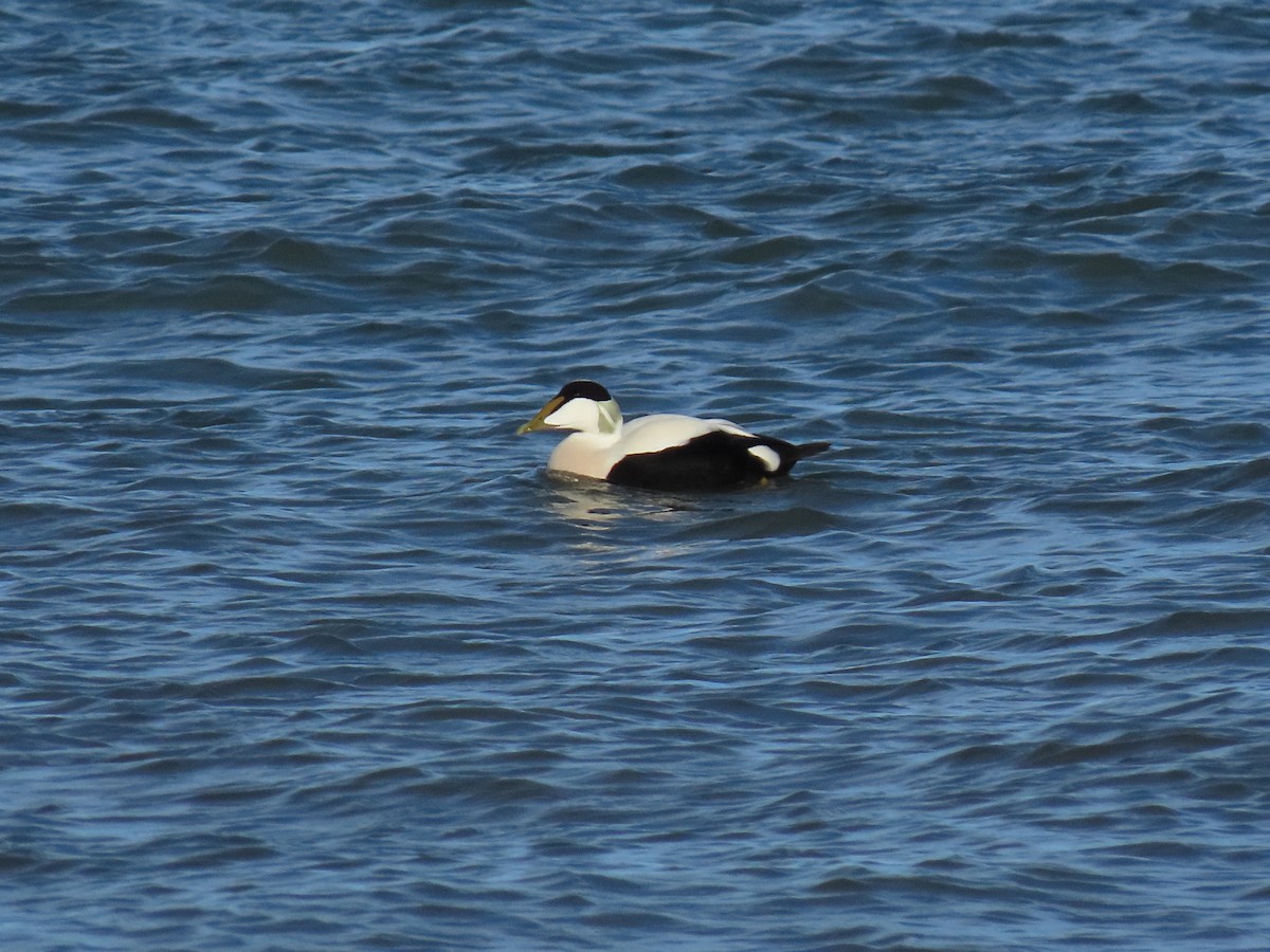 Common Eider - ML646834546