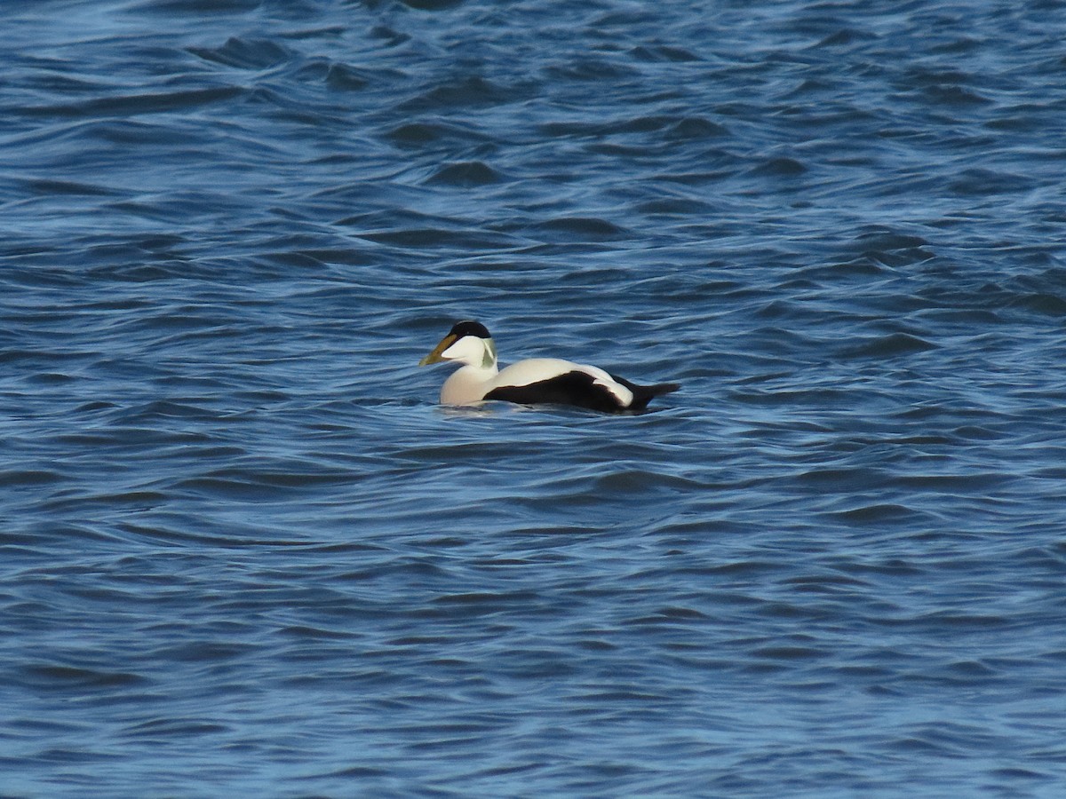 Common Eider - ML646834547
