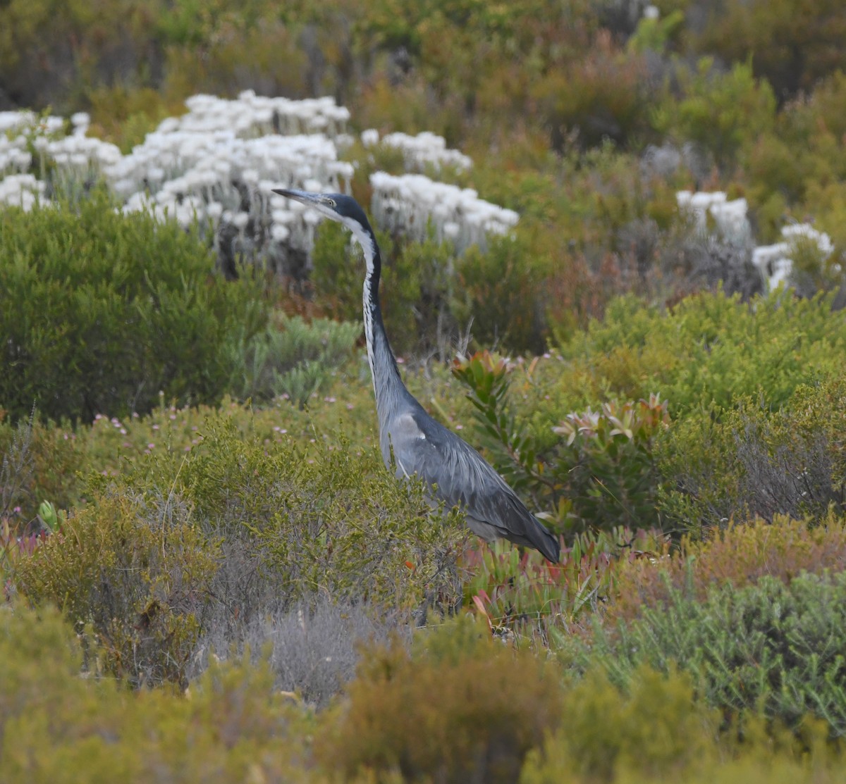 svarthodehegre - ML646834548