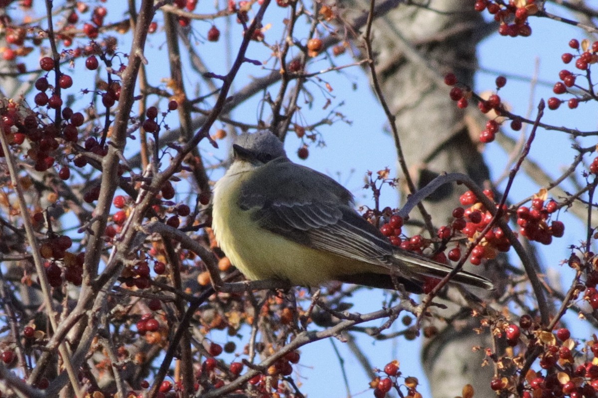 Western Kingbird - ML646834549