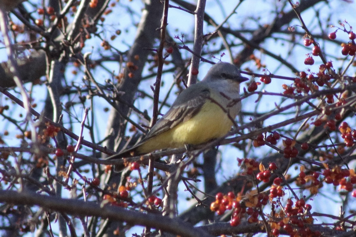 Western Kingbird - ML646834550