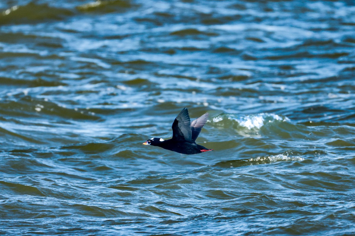 Surf Scoter - ML646834551