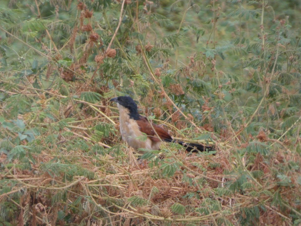 Blue-headed Coucal - ML646834552