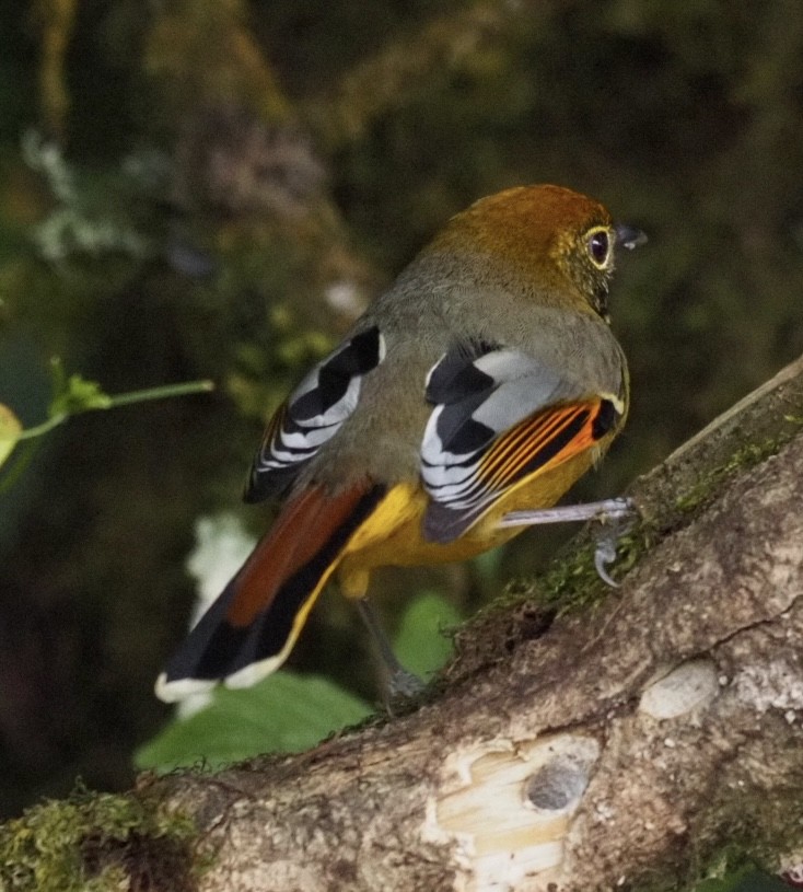 Chestnut-tailed Minla - ML646834553