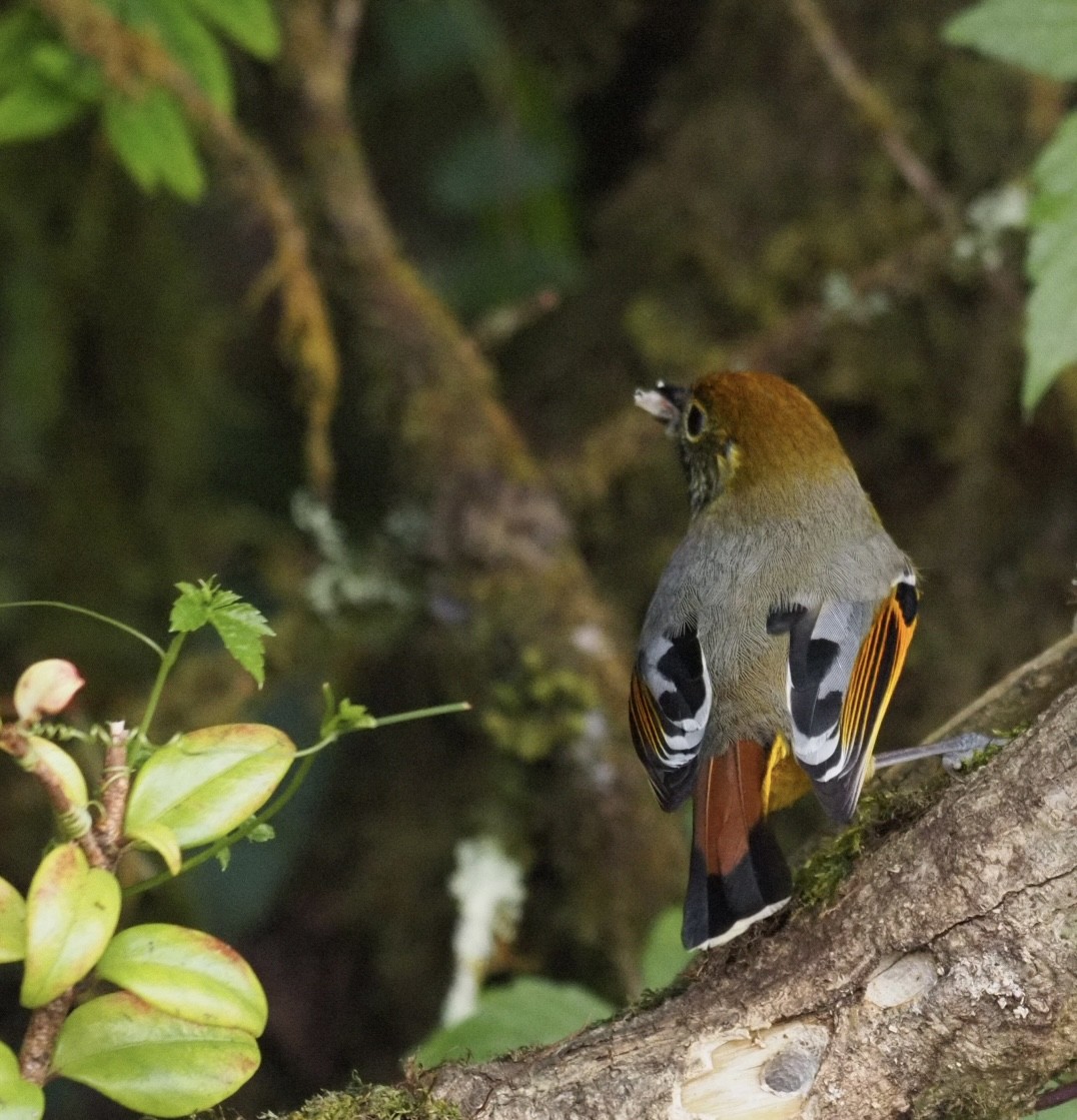 Chestnut-tailed Minla - ML646834554