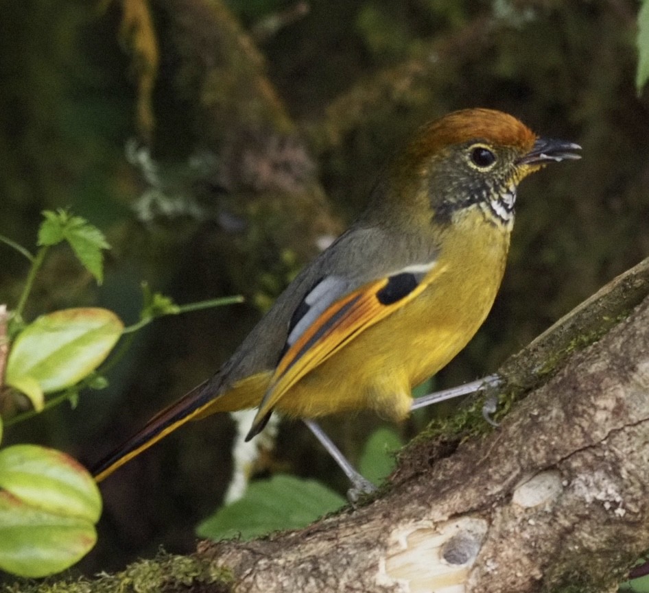 Chestnut-tailed Minla - ML646834555