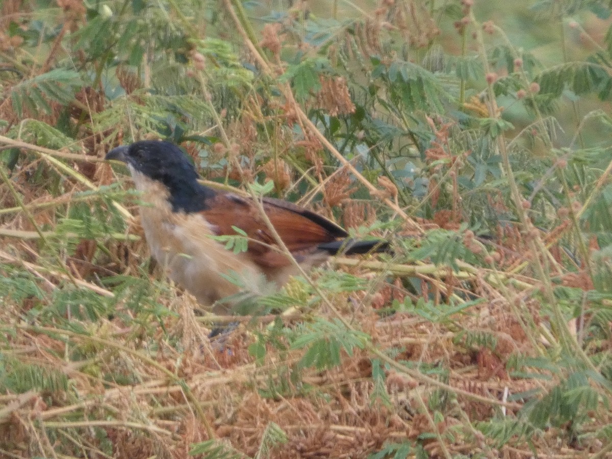 Blue-headed Coucal - ML646834556