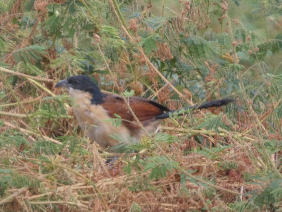 Blue-headed Coucal - ML646834557