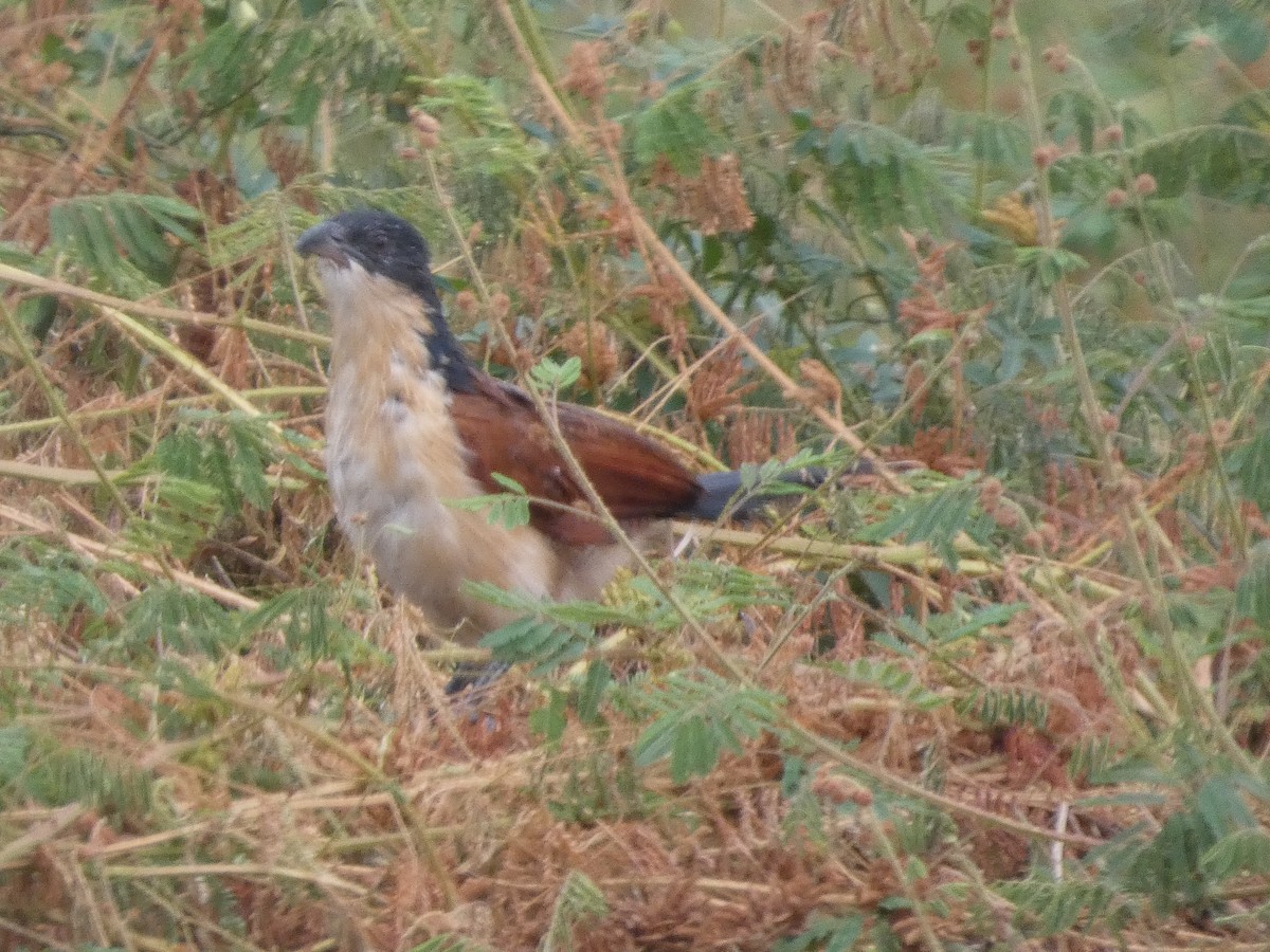 Blue-headed Coucal - ML646834558