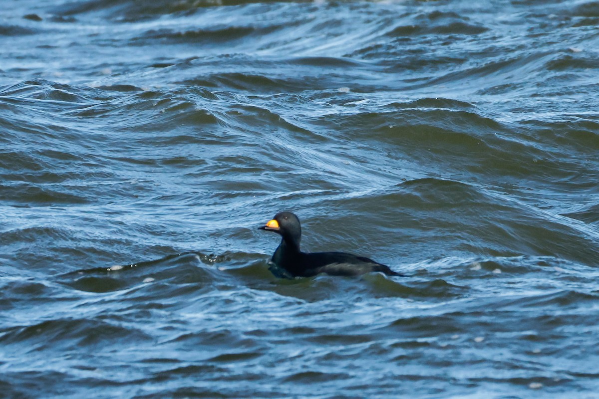 turpan žlutozobý - ML646834559