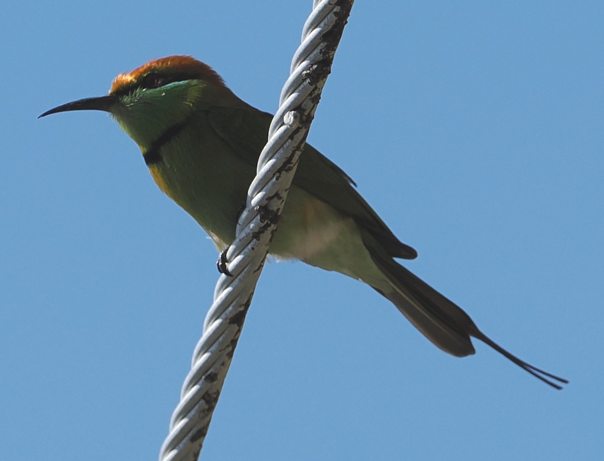 Asian Green Bee-eater - ML646834560