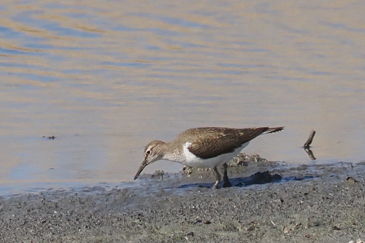 Common Sandpiper - ML646834562