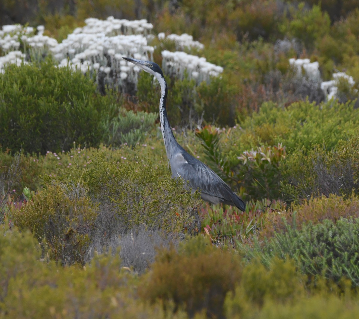 svarthodehegre - ML646834563