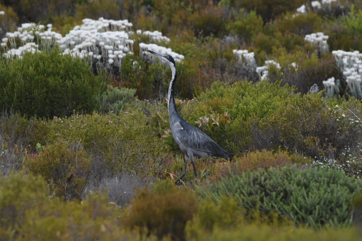 svarthodehegre - ML646834565