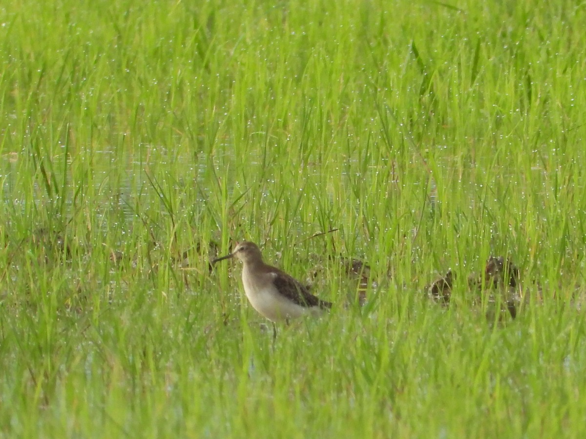 Piro piro piccolo - ML646834566