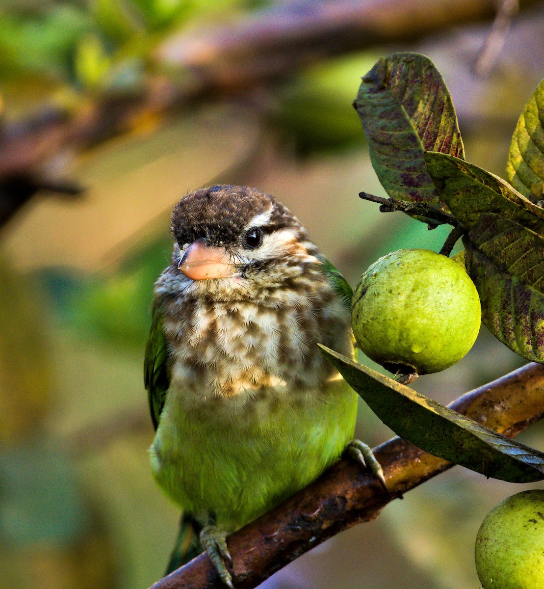 White-cheeked Barbet - ML646834568
