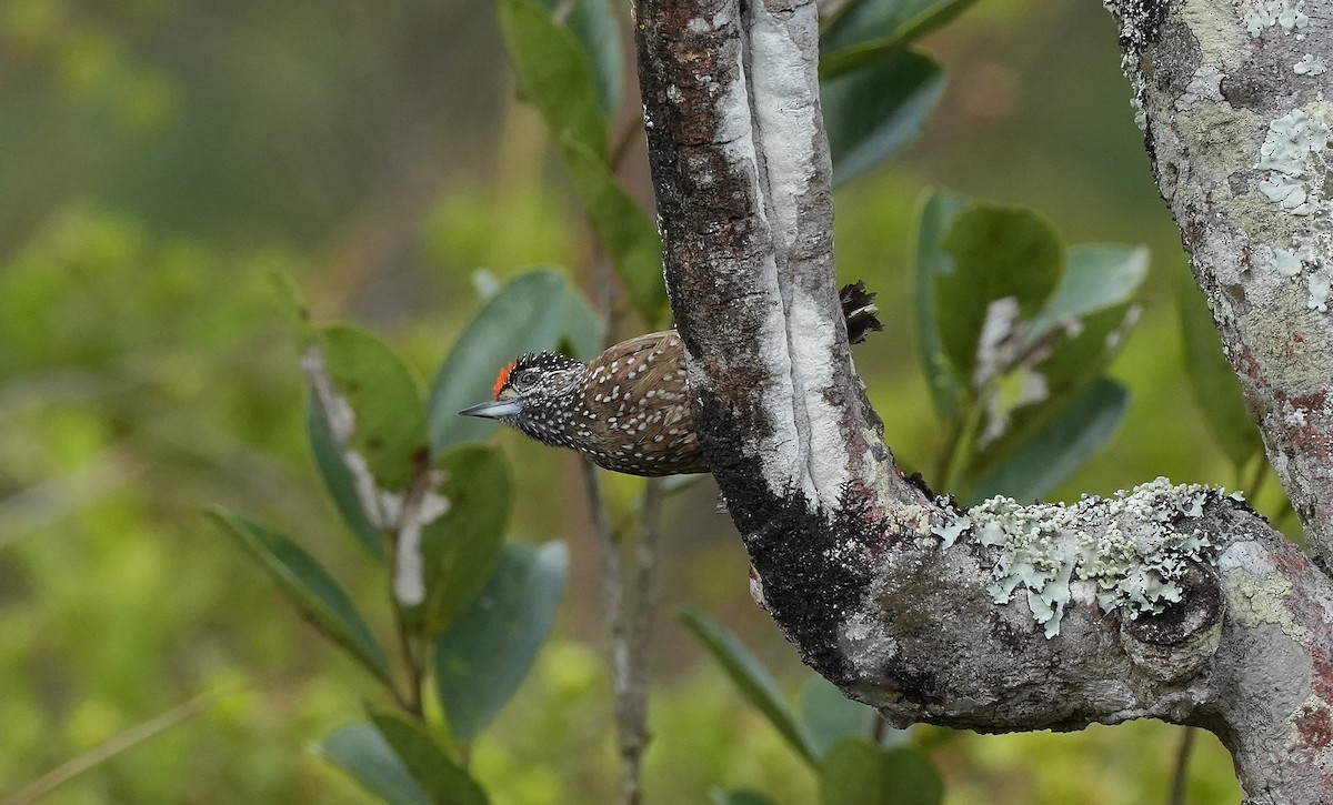 Spotted Piculet - ML646834569
