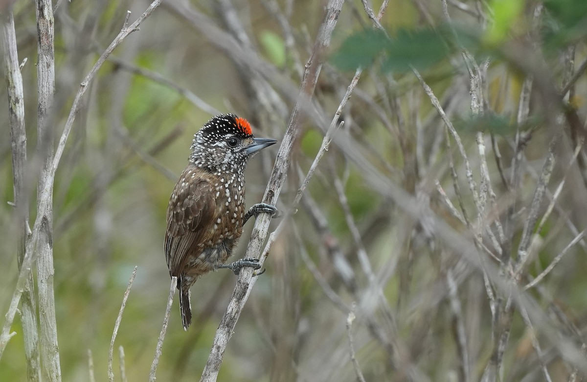 Spotted Piculet - ML646834570
