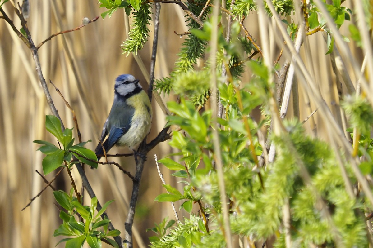 Eurasian Blue Tit - ML646834571