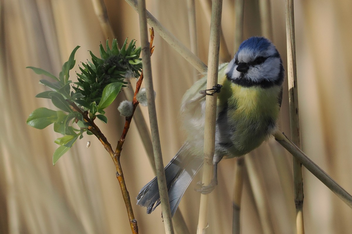 Eurasian Blue Tit - ML646834572