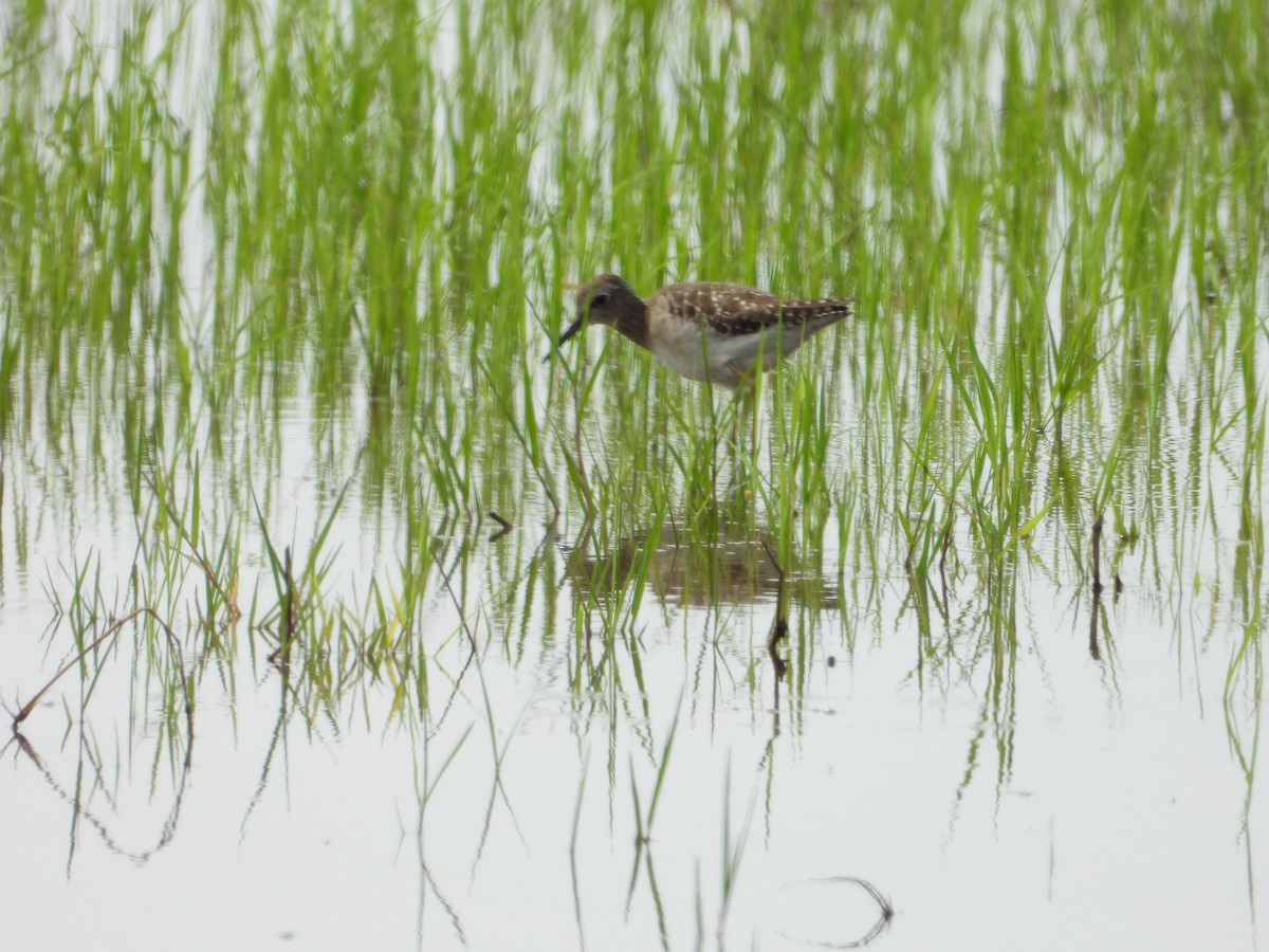 vodouš bahenní - ML646834576