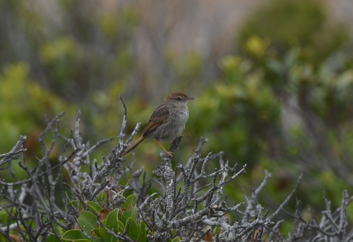 gråryggressanger - ML646834584