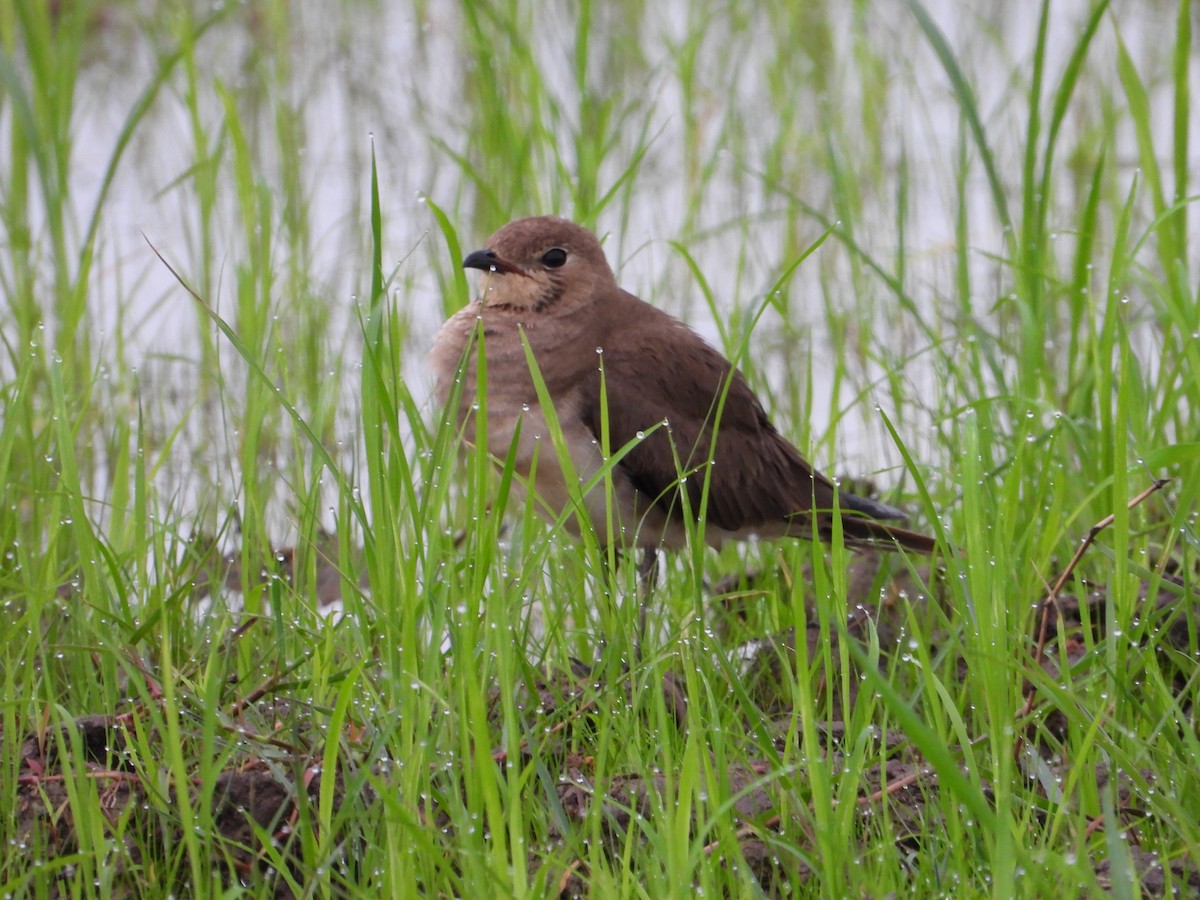 Oriental Pratincole - ML646834598