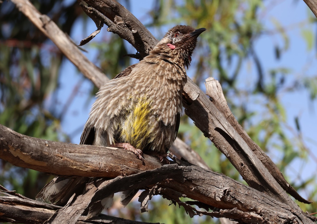 Al Küpeli Balkuşu - ML646834604