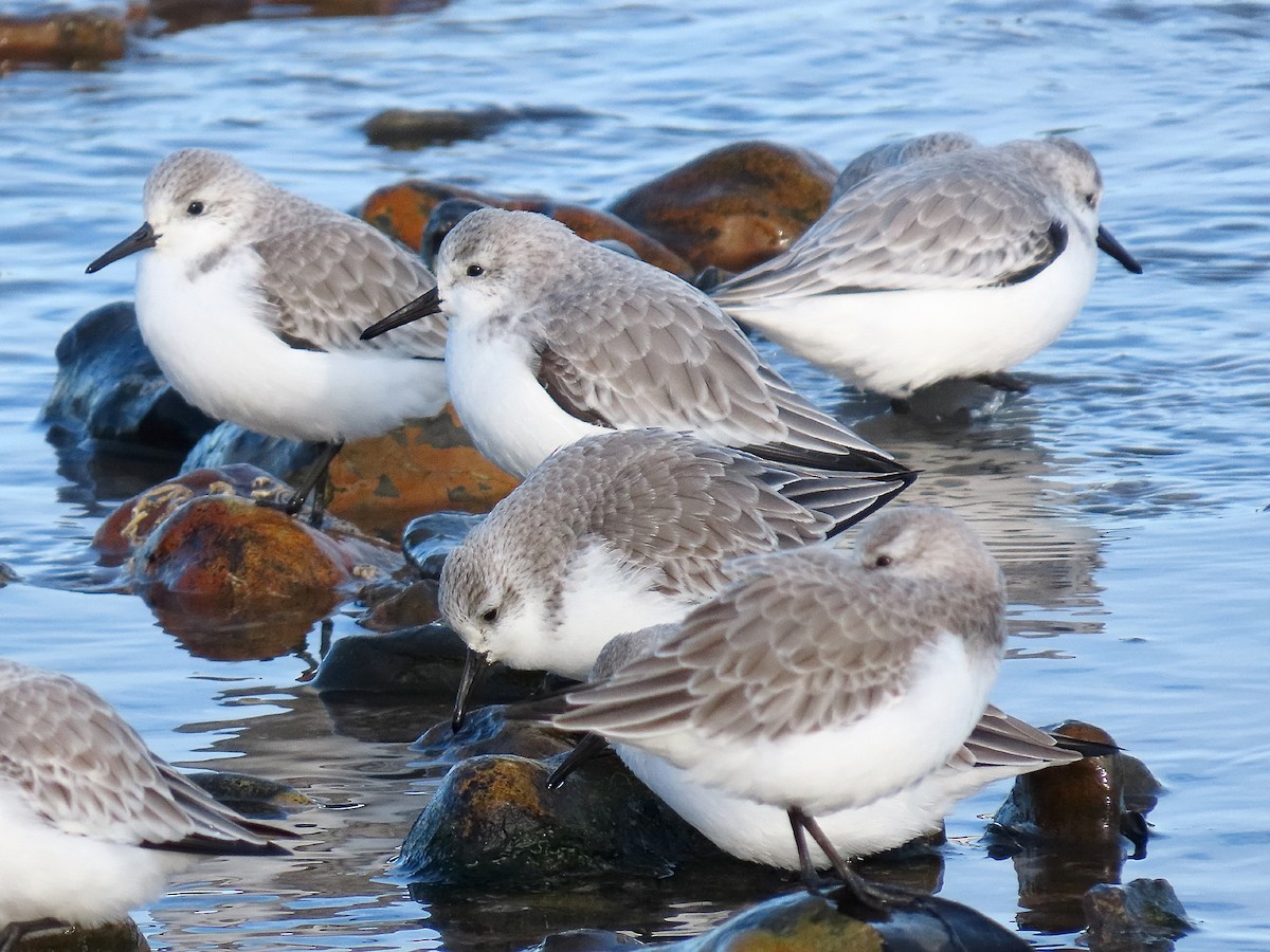 Sanderling - ML646834606
