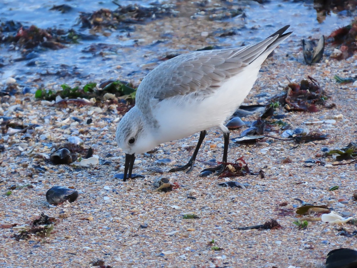Sanderling - ML646834607