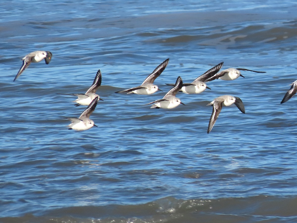 Sanderling - ML646834608