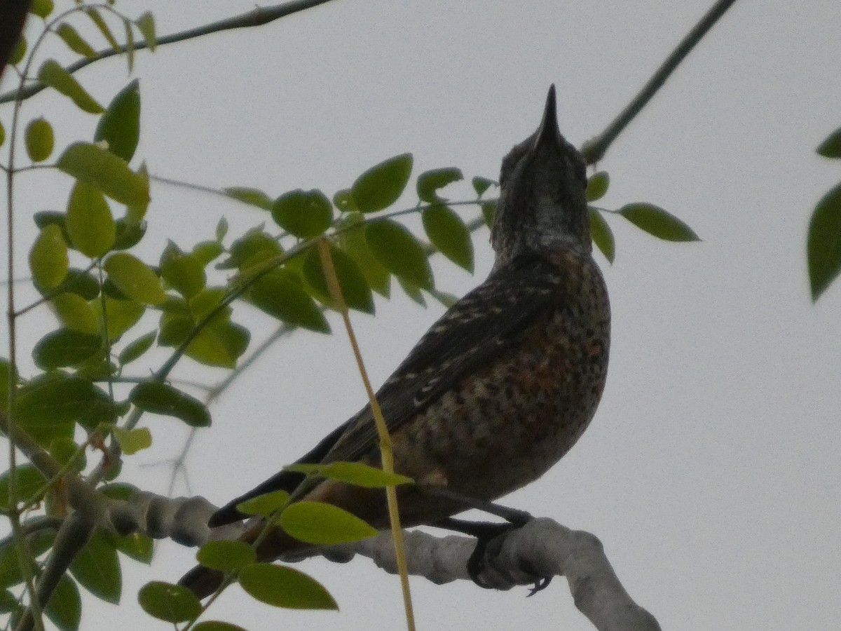 Rufous-tailed Rock-Thrush - ML646834609
