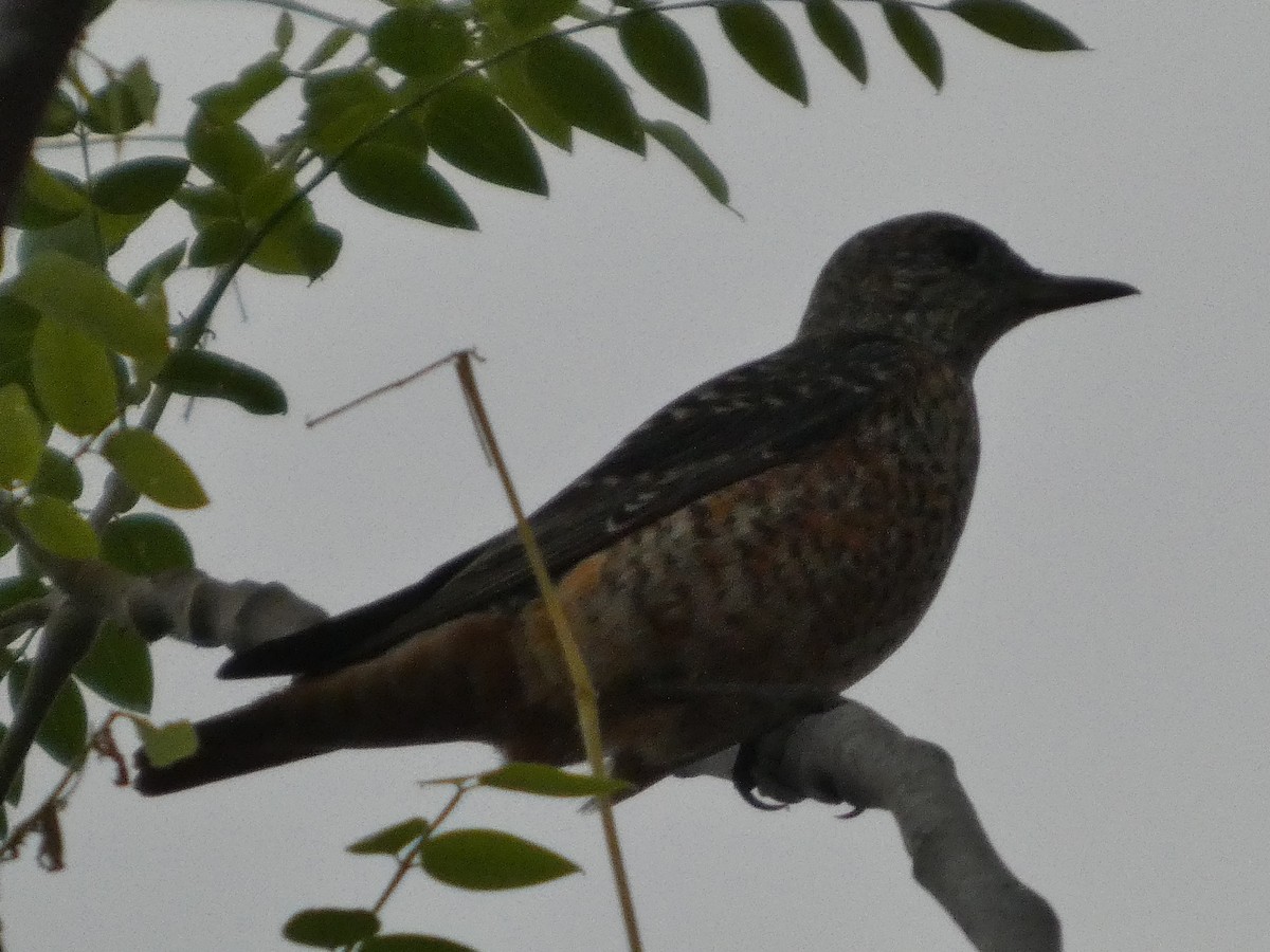 Rufous-tailed Rock-Thrush - ML646834610