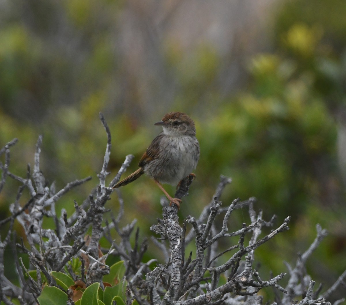 gråryggressanger - ML646834612