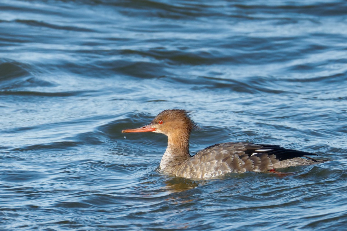 Red-breasted Merganser - ML646834613