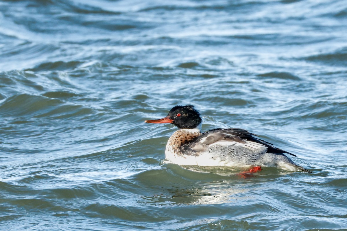 Red-breasted Merganser - ML646834614