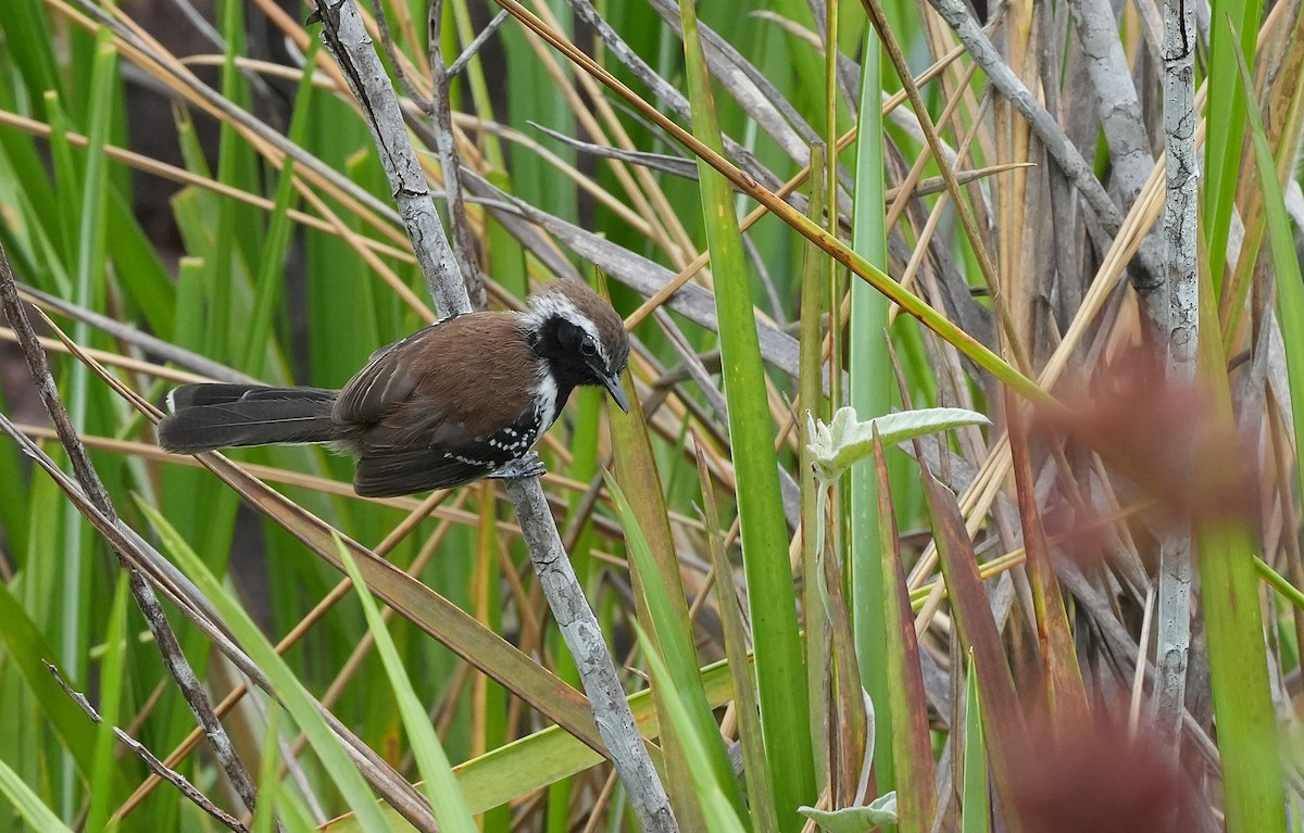 Sincora Antwren - ML646834615