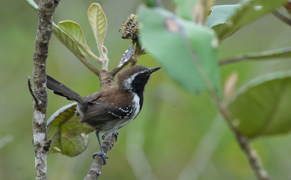 Sincora Antwren - ML646834616