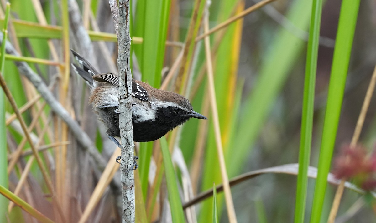 Sincora Antwren - ML646834617