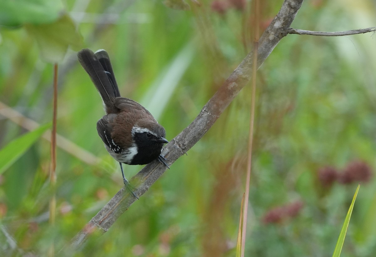 Sincora Antwren - ML646834618